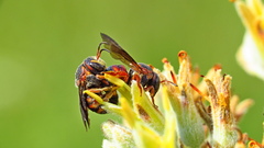 Dianthidium floridiense