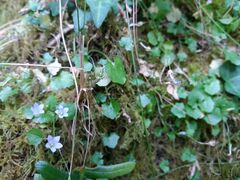 Hesperocodon hederaceus