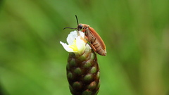 Epicauta batesii