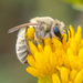 擬蜜蜂屬 - Photo 由 Craig Chaddock 所上傳的 (c) Craig Chaddock，保留部份權利CC BY-NC