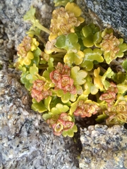 Chrysosplenium wrightii
