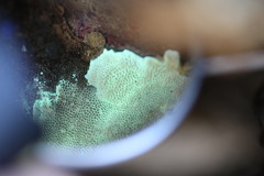 Oxychaete cervinogilva