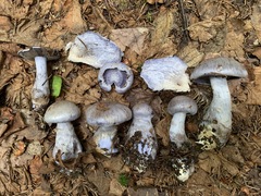 Cortinarius cyanites