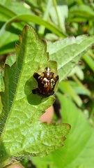 Deloyala insubida