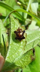 Deloyala insubida