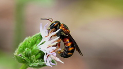 Dianthidium floridiense
