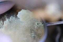 Oxychaete cervinogilva