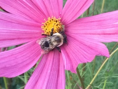 Bombus impatiens