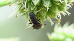 Hylaeus confluens