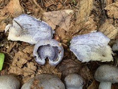 Cortinarius cyanites