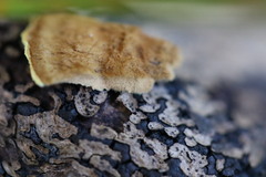 Oxychaete cervinogilva