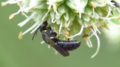 Hylaeus confluens