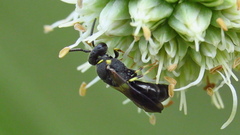 Hylaeus confluens