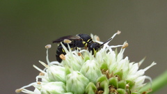 Hylaeus confluens