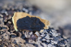 Oxychaete cervinogilva