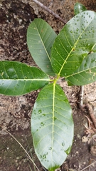 Ficus crocata