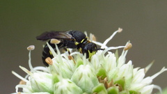 Hylaeus confluens