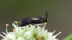 Hylaeus confluens