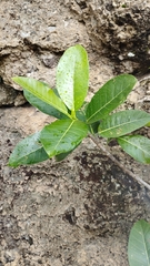 Ficus crocata