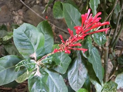 Odontonema tubaeforme