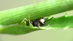 Hylaeus confluens