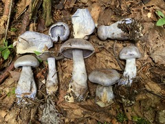 Cortinarius cyanites