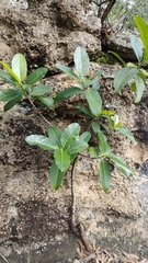 Ficus crocata