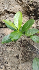 Ficus crocata
