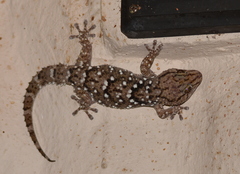 Chondrodactylus