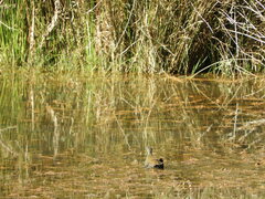 Pardirallus nigricans