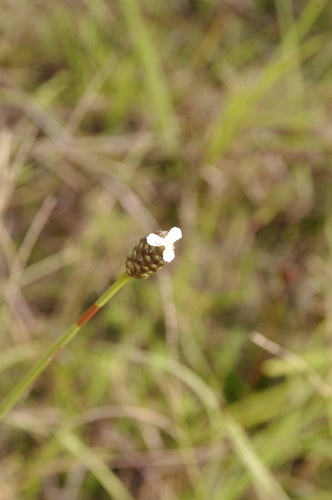 Image of Xyris platylepis by (c) Eric Knight, some rights reserved (CC BY)