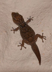 Chondrodactylus