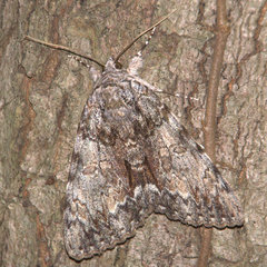 Catocala lacrymosa