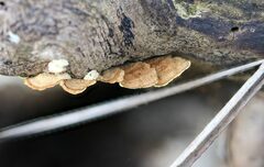 Oxychaete cervinogilva