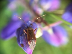 Adelphocoris rapidus