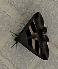 Grammodes geometrica