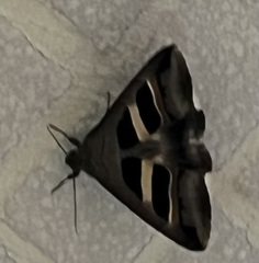 Grammodes geometrica