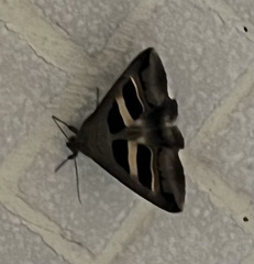 Grammodes geometrica