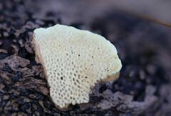 Oxychaete cervinogilva