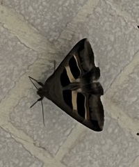 Grammodes geometrica