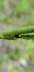 Hylaeus confluens