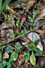 Pterostylis hildae