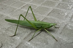 Euconocephalus varius