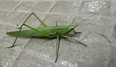 Euconocephalus varius