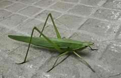 Euconocephalus varius