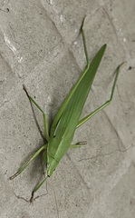 Euconocephalus varius