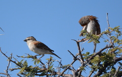 Passer motitensis motitensis