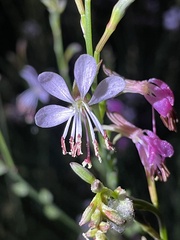 Oenothera podocarpa