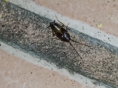 Myrmecoblatta hebardi