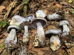 Cortinarius cyanites